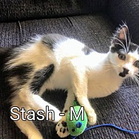 adopt a pet