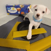 adopt-pet