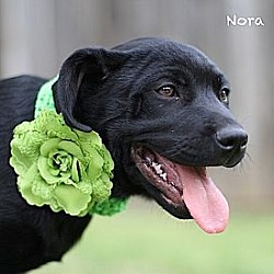 Thumbnail photo of Nora #1