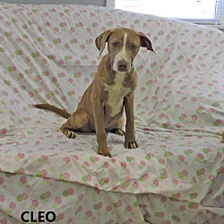Thumbnail photo of Cleo #3