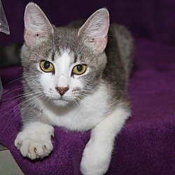 Thumbnail photo of Eleanor (Spayed/Combo'd) - New #1