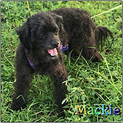 Thumbnail photo of Mackie #3