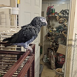 Thumbnail photo of Avery The African Grey #3