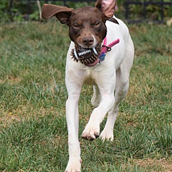Thumbnail photo of Edelweiss- Foster to Adopt #4