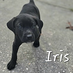 Thumbnail photo of Iris #1