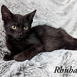 Thumbnail photo of Rhubarb #2