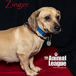 Thumbnail photo of Zinger #3