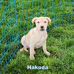 Thumbnail photo of Hakoda #3