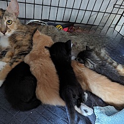 Photo of Angel & I have 5 kittens