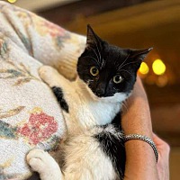 adopt a pet