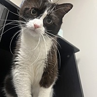 adopt a pet