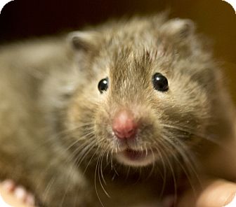 Chicago Il Hamster Meet Teddy Bear A Pet For Adoption