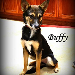 Thumbnail photo of Buffy~adopted! #3