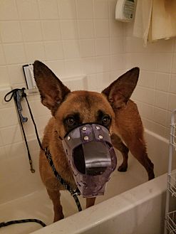 Dog hotsell muzzle petsmart