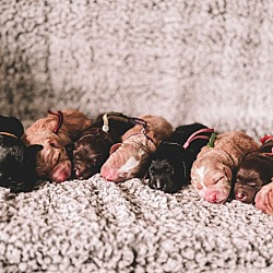 Photo of Labradoodle Puppies