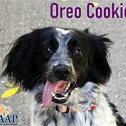 Photo of Oreo Cookie