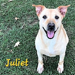 Thumbnail photo of Juliet #1