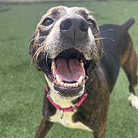 adopt a pet