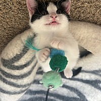 adopt a pet