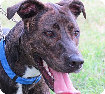 Plott Hound Boxer Mix Boxer Hound Mix 2025