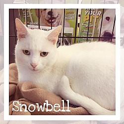 Thumbnail photo of Snowbell #1