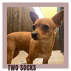 Thumbnail photo of Two Socks #3