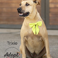 Thumbnail photo of Trixie #3