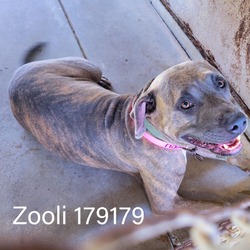 Photo of Zooli