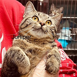 Thumbnail photo of Juniper #2