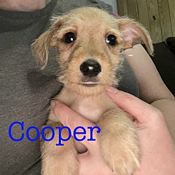 Photo of Cooper