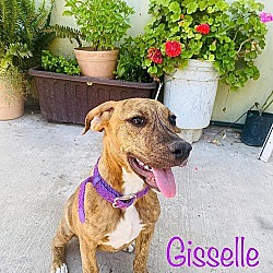 Photo of Giselle