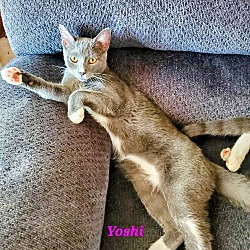 Thumbnail photo of Yoshi Kitten #1