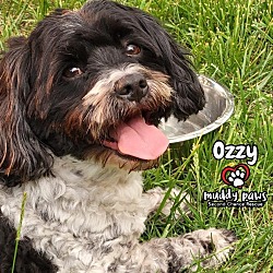 Thumbnail photo of Ozzy #3