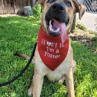 adopt a pet