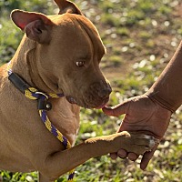 adopt a pet
