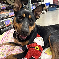 adopt a pet