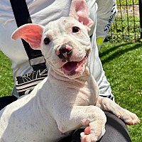 adopt a pet