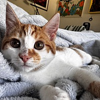 adopt a pet