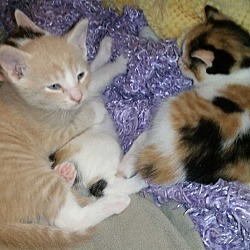 Thumbnail photo of Daisy's 4 kittens #1