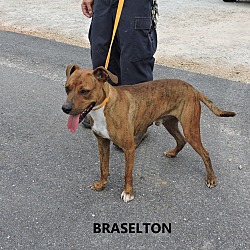Thumbnail photo of Braselton #3