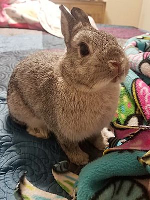 San Antonio Tx Netherland Dwarf Meet Rocket A Pet For Adoption