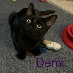 Thumbnail photo of Demi #2