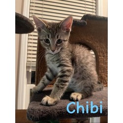 Photo of CHIBI