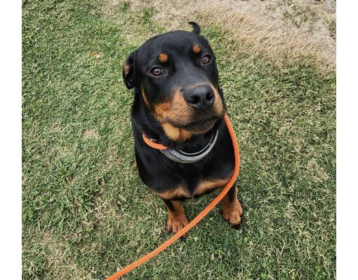Knoxville, TN - Rottweiler/Mixed Breed (Medium). Meet Casteel a Pet for ...