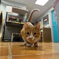 adopt a pet