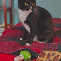 adopt a pet