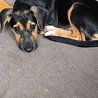 adopt-pet
