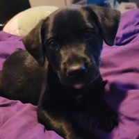 adopt-pet