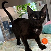 adopt a pet