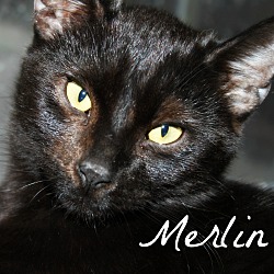 Thumbnail photo of Merlin #1